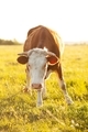 Calf pasture - PhotoDune Item for Sale