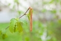 Hazelnut branch in spring. Natural floral blurred background. Spring. Beauty in nature. - PhotoDune Item for Sale