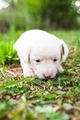 cute puppy - PhotoDune Item for Sale