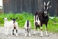 Portrait of a goat on a farm - PhotoDune Item for Sale