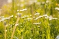 Chamomiles on sunset - PhotoDune Item for Sale