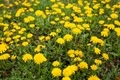 Beautiful flowers of yellow dandelions growing on the green meadow in sunny warm summer or spring - PhotoDune Item for Sale