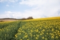 A path through blooming canola fields under a blue sky with clouds. - PhotoDune Item for Sale