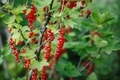 Red currant bush - PhotoDune Item for Sale
