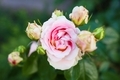 Close-up of a pink rose on a green background. High quality photo - PhotoDune Item for Sale