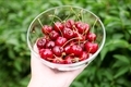ripe cherries - PhotoDune Item for Sale
