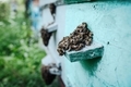 Close-up of a bee swarm on a wooden hive in an apiary. - PhotoDune Item for Sale