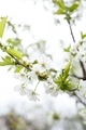 Spring blossom - PhotoDune Item for Sale