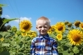 little boy in sunflowers field - PhotoDune Item for Sale