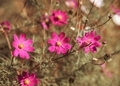 Pink flower
 - PhotoDune Item for Sale