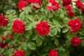 red roses - PhotoDune Item for Sale