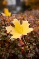 Fall leaves with raindrops - PhotoDune Item for Sale
