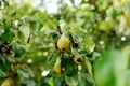 Pear tree. Ripe pears on a tree in a garden - PhotoDune Item for Sale