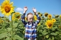 Preschooler boy walking in field of sunflowers. Child playing with big flower and having fun. - PhotoDune Item for Sale