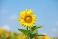 beautiful sunflowers against a blue sky in the field - PhotoDune Item for Sale