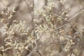 Spring branches Catkins Willow - PhotoDune Item for Sale