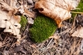 green moss in autumn forest - PhotoDune Item for Sale