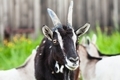 Funny goat. Village life - PhotoDune Item for Sale