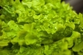 Fresh organic green lettuce leaves - PhotoDune Item for Sale
