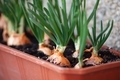 green onion planted at home - PhotoDune Item for Sale