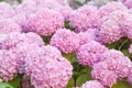 Hydrangea is pink flowers are blooming in spring and summer at sunset in town garden. - PhotoDune Item for Sale
