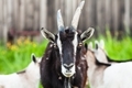 Funny goats. Village life - PhotoDune Item for Sale