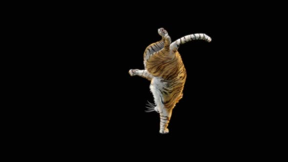 Tiger Dancing HD