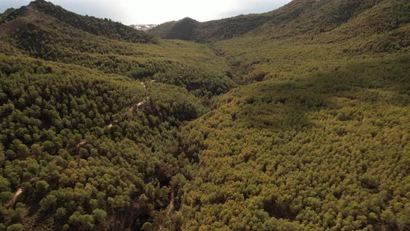 Pine forest taken from drone, aerial in Spain