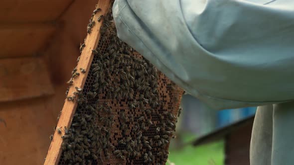 Professional Beekeeper Holding Honeycomb with Bees