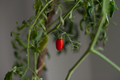 red cherry tomato on green branch at home - PhotoDune Item for Sale