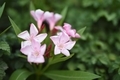 Pink flowers  - PhotoDune Item for Sale