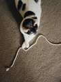 Calico cat patiently wait to play with her legs crossed. Such a classy lady! - PhotoDune Item for Sale