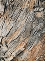 Rugged, rough, textured tree bark makes a great background - PhotoDune Item for Sale