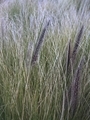Tall grasses swaying gently in the breeze - PhotoDune Item for Sale