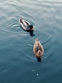 Two ducks float along in a peaceful blue lake  - PhotoDune Item for Sale
