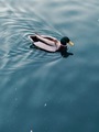 A duck floats along on a peaceful blue lake  - PhotoDune Item for Sale