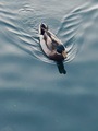 A duck floats along on a peaceful blue lake  - PhotoDune Item for Sale