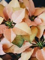 Golden poinsettias flowers nestled together makes a great background - PhotoDune Item for Sale