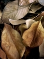 Old magnolia leaves make for a great textured background - PhotoDune Item for Sale
