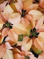 Golden poinsettias flowers nestled together makes a great background - PhotoDune Item for Sale