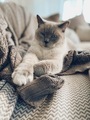 Beautiful cat relaxing on neutral blankets on a sofa - PhotoDune Item for Sale