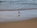 Small bird eating near the surf on a sandy beach in sunny California - PhotoDune Item for Sale