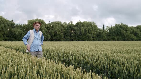 Thoughtful Senior Farmer Walking in Green Wheat Field and Looking on Good Crop