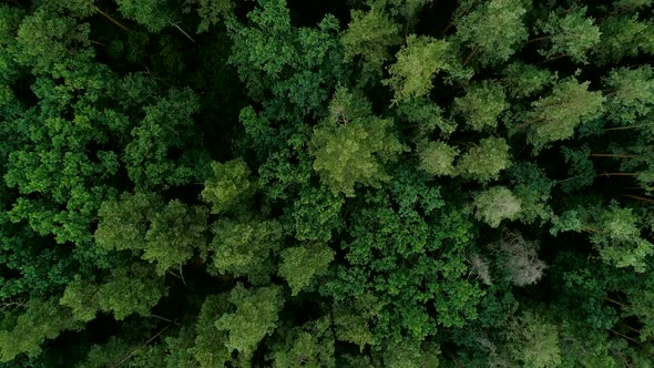 Green Forest Aerial 