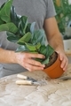 Close up of hands potting ficus lyrata with gardening set. Indoor or home gardening.  - PhotoDune Item for Sale
