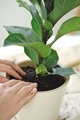 Close up of hands potting ficus lyrata houseplant. Home gardening.  - PhotoDune Item for Sale