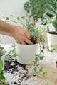 Close up of hands potting hedera helix ivy houseplant in a plastic flowerpot. Home urban gardening.  - PhotoDune Item for Sale