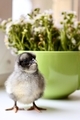 One small dark gray chicken on the background of a green mug with flowers - PhotoDune Item for Sale