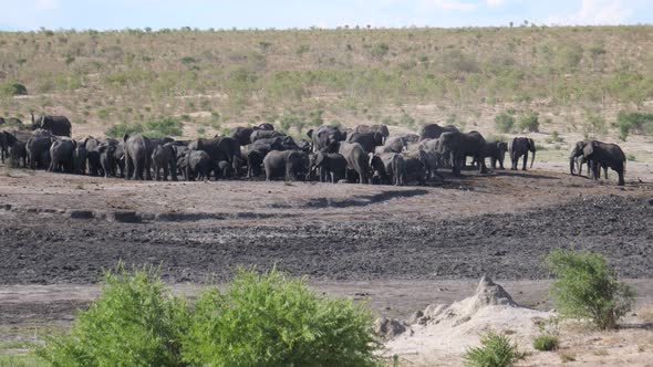 Big herd of African Bush elephants at a waterhole