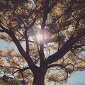 Grand old tree - PhotoDune Item for Sale